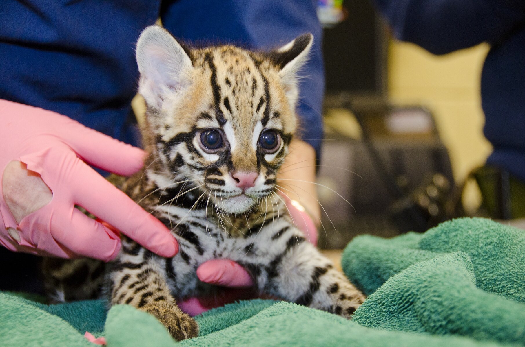 8-week-old Evita, a female ocelot born at Woodland Park Zoo, gets a check-up and clean bill of health. The kitten is expected to be on public view in mid- to late-April Photo credit: Ryan Hawk/Woodland Park Zoo