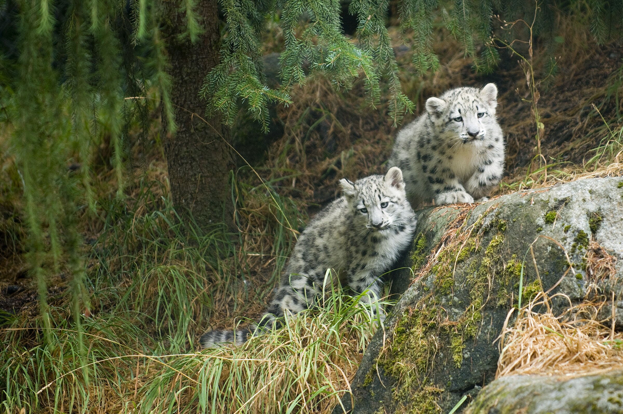 Snow Leopard Cubs Debut Ryan Hawk 8-14-09