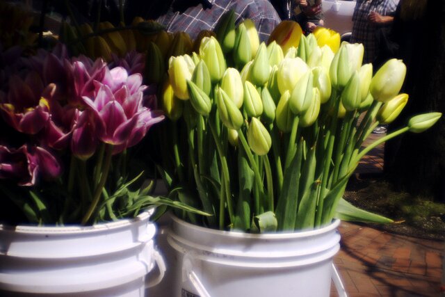 These tulips are from zenobia_joy, in our Flickr pool