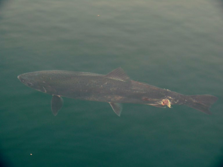 Salmon near Bell Harbor (Photo: MvB)