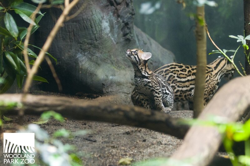 Ocelot Evita, born in January, is ready for her official public appearance. Best times to view Evita and mom are 11 am-2 pm daily in the award-winning Tropical Rain Forest exhibit. Photo credit: Ryan Hawk/Woodland Park Zoo