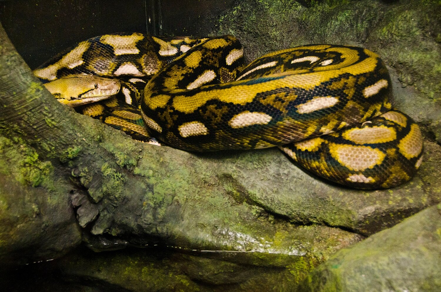 A new male reticulated python has just gone on exhibit at Woodland Park Zoo and he needs a name. Through May 13, noon PDT, submit a name to the zoo’s Facebook page. Photo credit: Ryan Hawk/Woodland Park Zoo