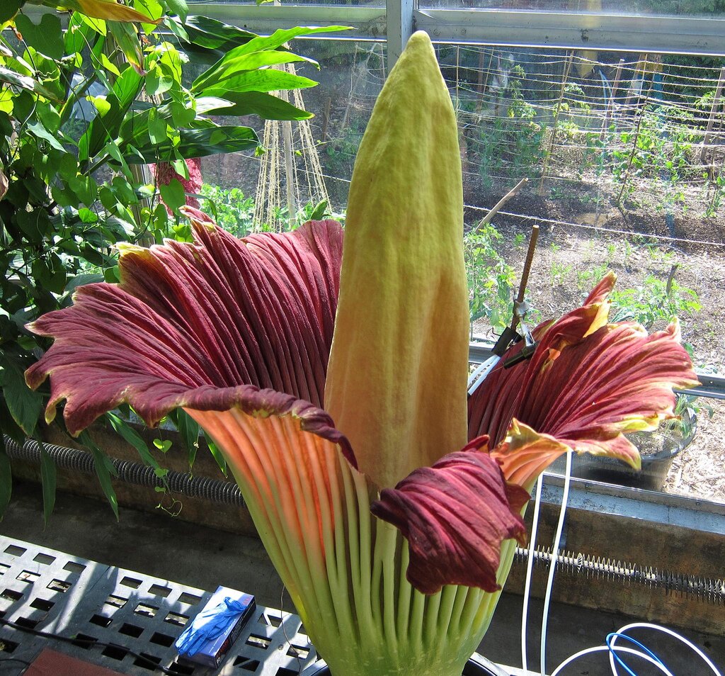 In other UW news, the corpse flower there is blooming. (Photo: Our Flickr pool's +Russ)
