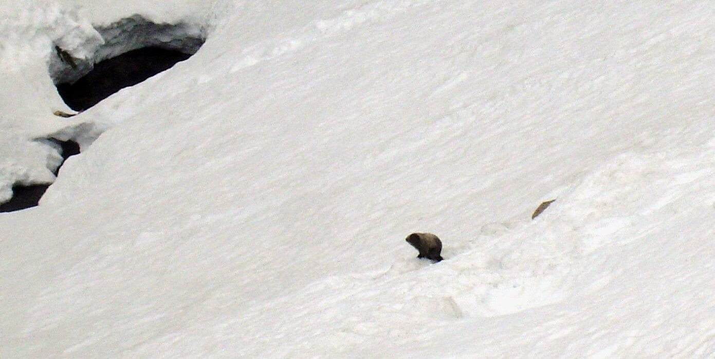 WSDOT's Don Becker caught this marmot observing the clearing of the North Cascades Highway, which reopened May 25, 2011. (Photo: WSDOT)