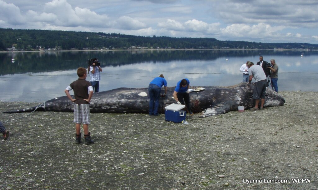 The gray whale stranded near Bremerton
