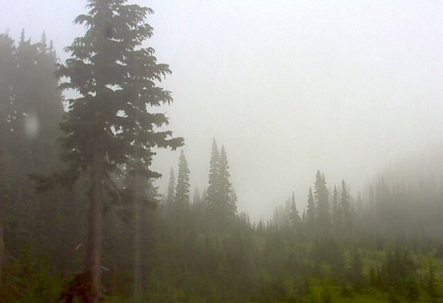 Up on Mount Rainier, the webcam shows clouds and rain today.