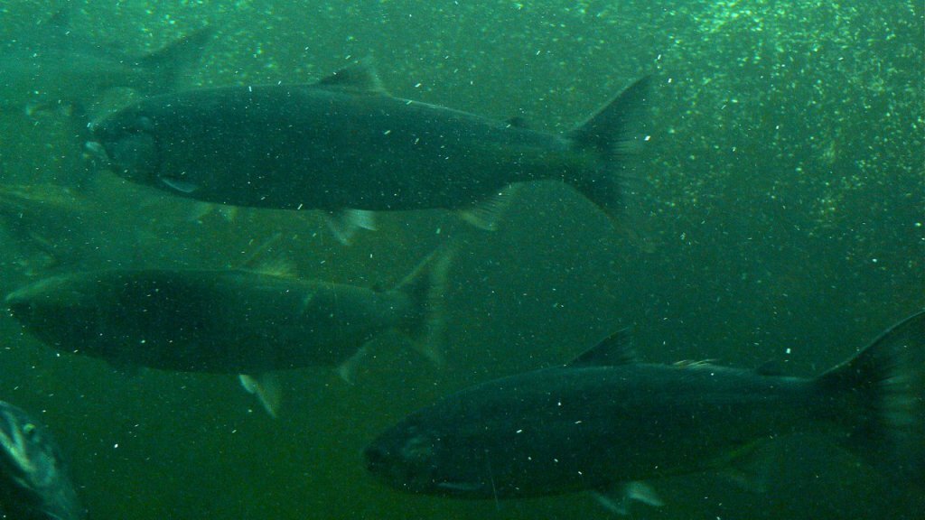 Salmon at the Ballard Locks (Photo: MvB)
