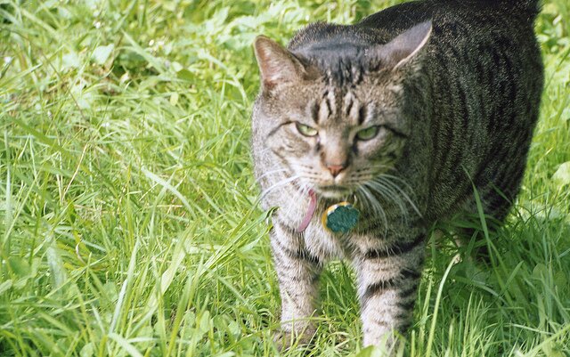 KITTY! (Photo: Great_Beyond, from our Flickr pool)