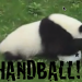 panda-handball thumbnail