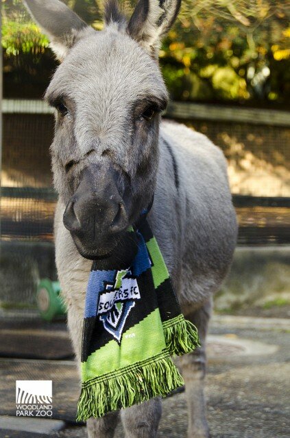 Sounders FC soccer ball enrichment