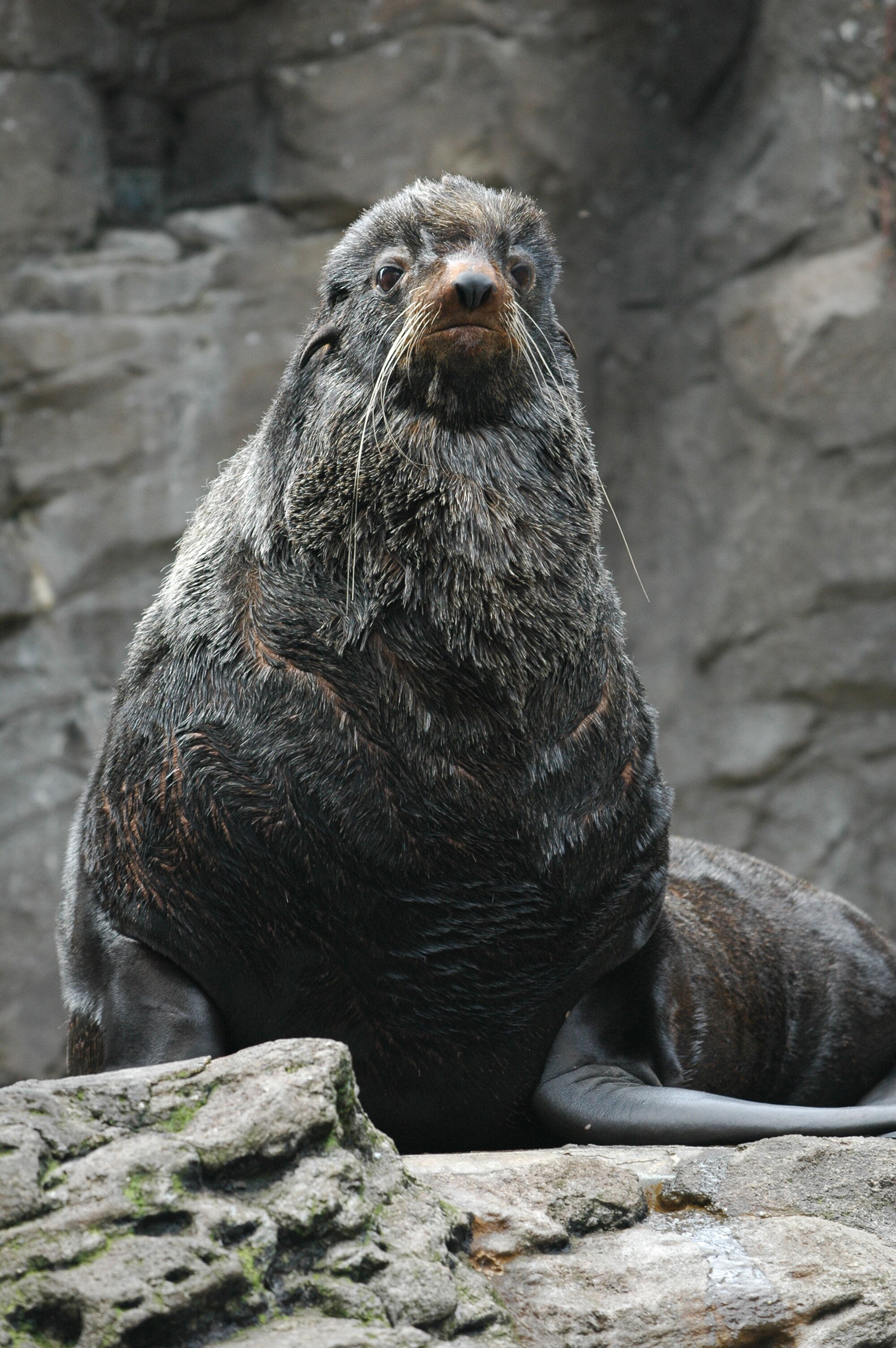 You can call him Al. (Photo care of the Seattle Aquarium.)