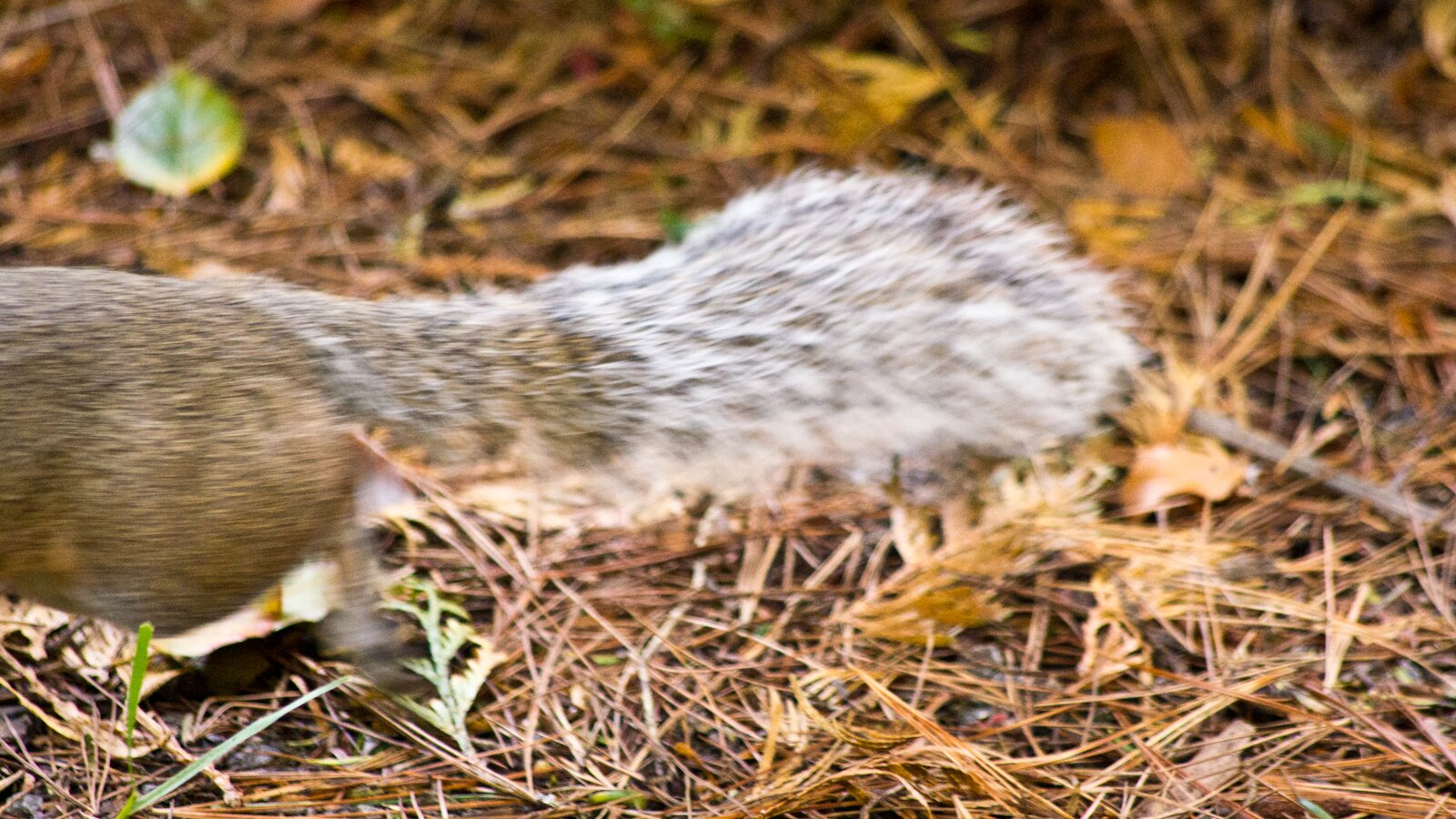 It's open season(ing) on Seattle squirrels. (Photo: MvB)