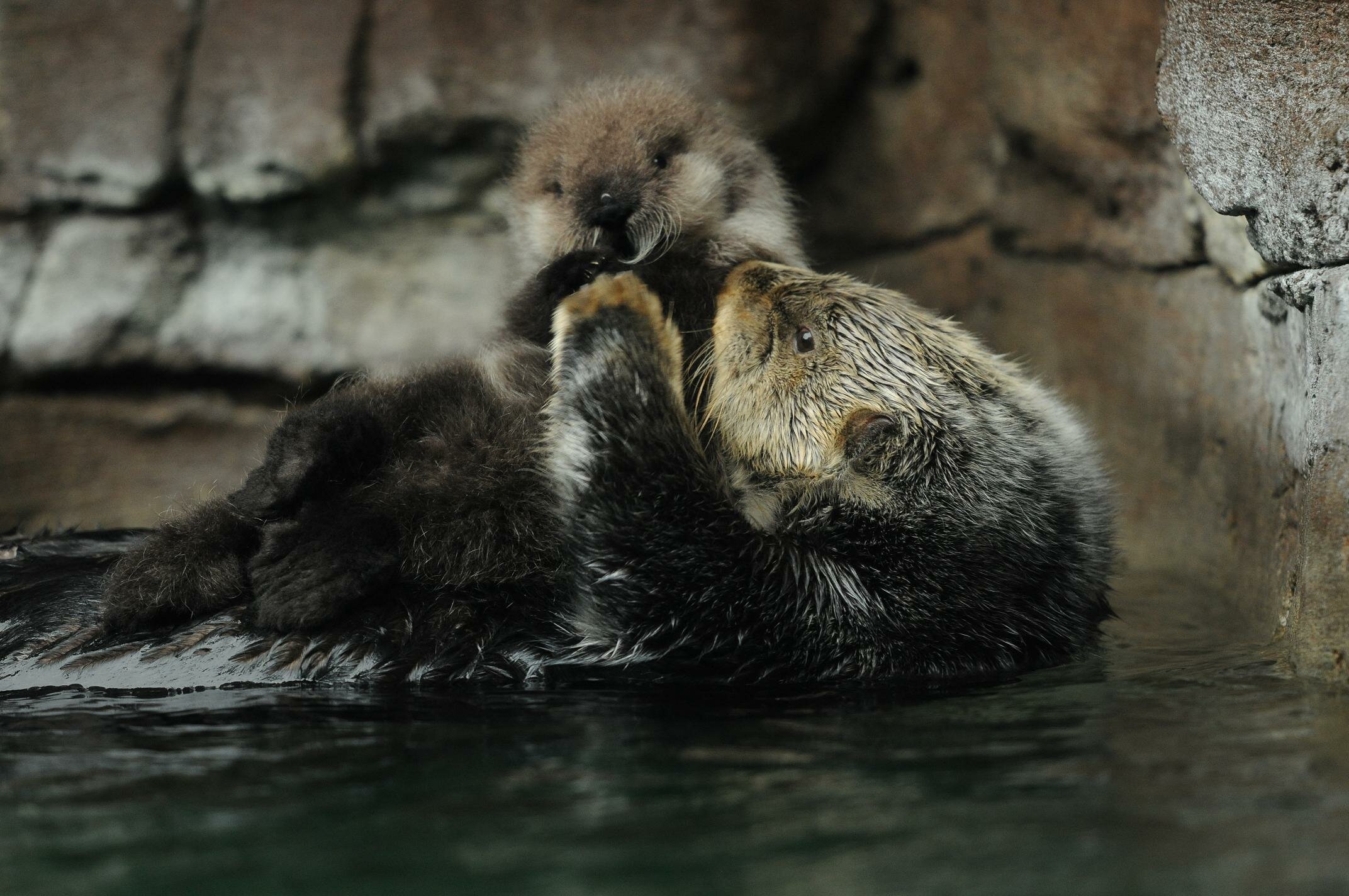 SQUEEEEE! Sea otter Aniak with her female pup born 1/14/12. Photo: C.J. Casson, Seattle Aquarium