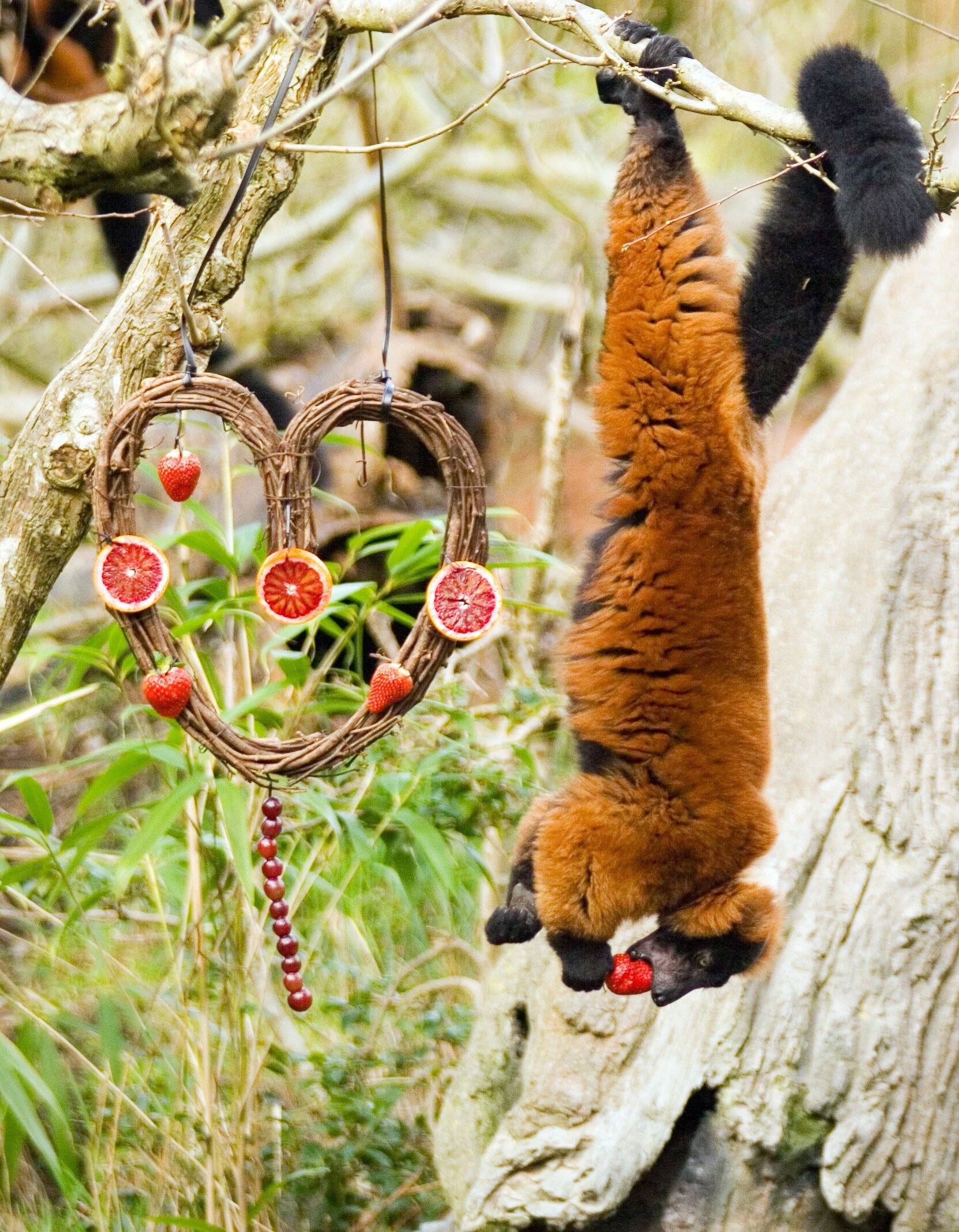 On Sat Feb. 11 10am-3pm, animals at Woodland Park Zoo will receive divine Valentine’s Day treats such as herbal bouquets, heart-shaped steaks, and more. Here's a red ruffed lemur indulging in a heart-shaped grapevine wreath. Photo credit Mat Hayward/Woodland Park Zoo