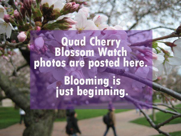 (Image: UW cherry blossom research department)