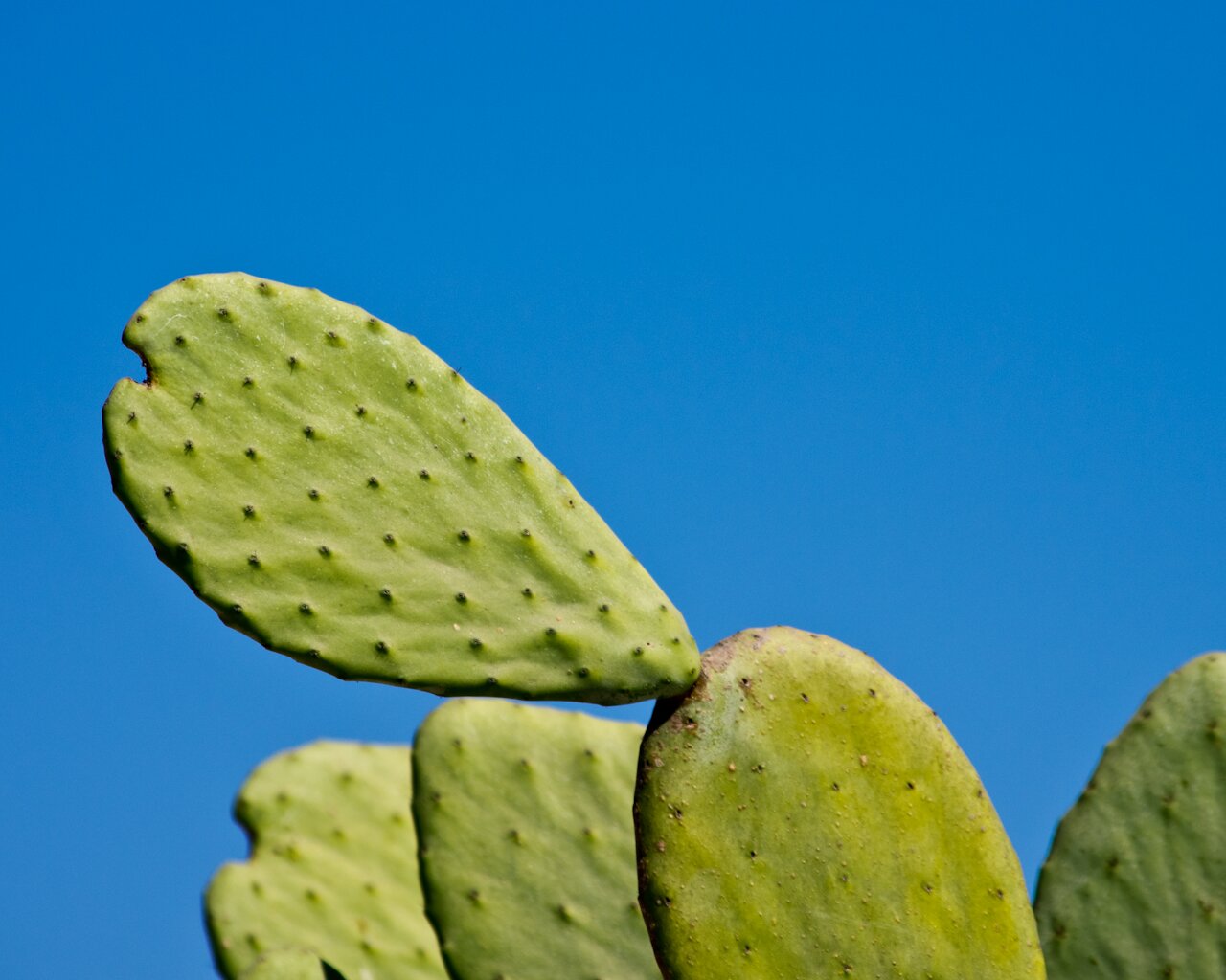 This cactus illustrates the best way to get vitamin D: live in Mexico. (Photo: MvB)