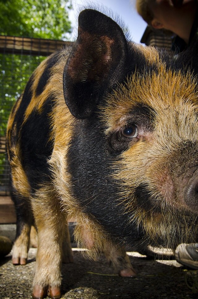 A kunekune pig from New Zealand (Photo: Ryan Hawk)