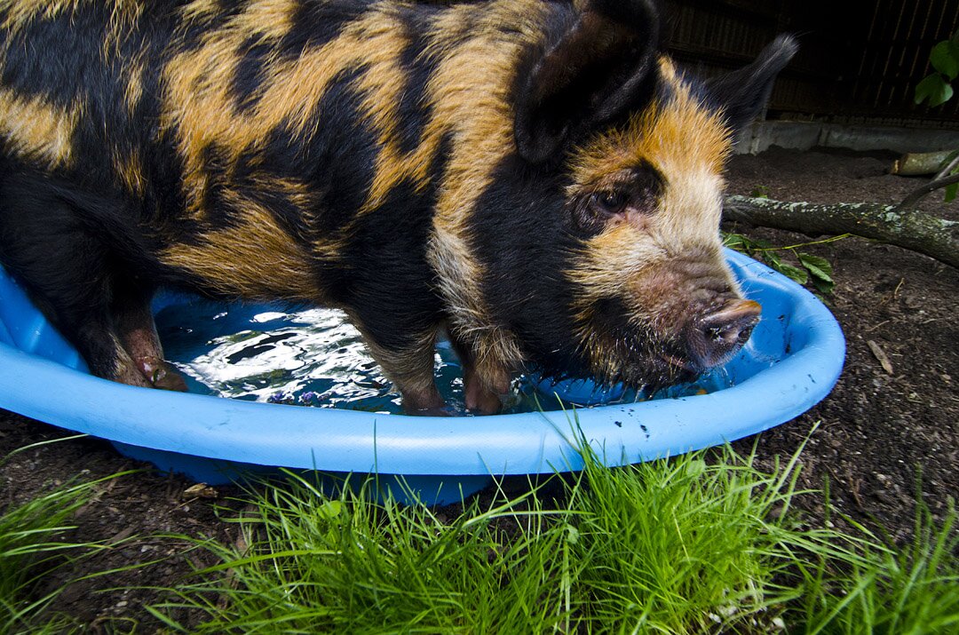 A New Zealand Kunekune pig takes a cool bath. (Photo: Ryan Hawk/Woodland Park Zoo)