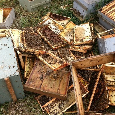 "Your bee hives have been inspected by Bear #12." (Photo: Ballard Bee Co.)