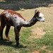 fridayharbor-alpaca-640-0832 thumbnail