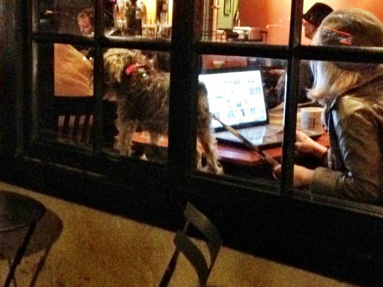 Another alternative to updating yr Tumblr while having your dog on-leash in the coffeeshop's window: NOT HAVING YOUR DOG IN THE COFFEESHOP, ON THE COFFEESHOP'S WINDOWSILL.