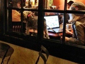 Another alternative to reading HuffPo while having your dog on-leash in the coffeeshop's window: NOT HAVING YOUR DOG IN THE COFFEESHOP, ON THE COFFEESHOP'S WINDOWSILL.