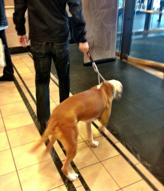Also yesterday, I spied a dog in Nordstrom, of all places!