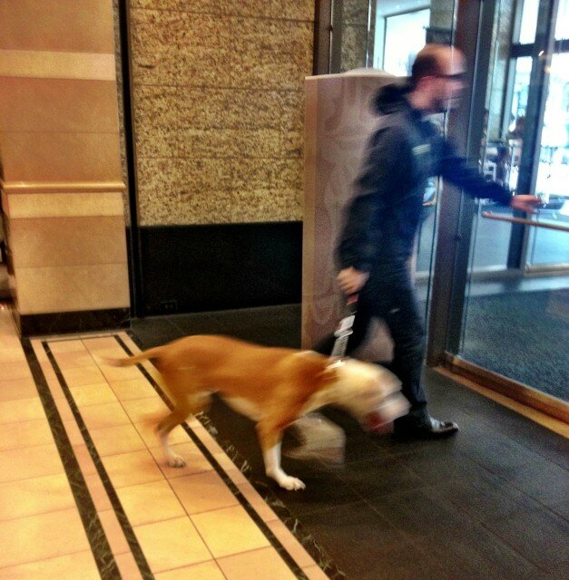 There shouldn't be a purse pet, let alone an able-bodied man with A PITBULL, in NORDSTROM. This isn't Macy's.