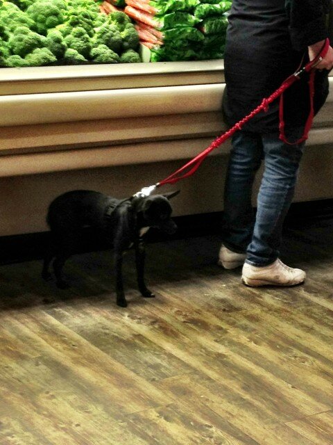 Yes, ANOTHER non-service dog in the produce section of the Safeway on 15th.