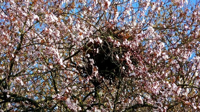 Cherry_blossoms