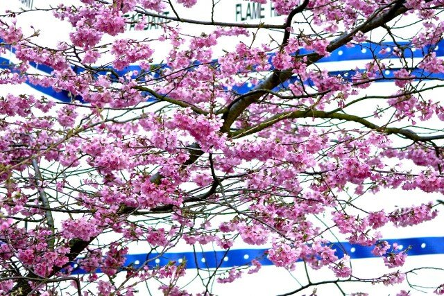 Cherry_blossoms2