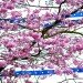 Cherry_blossoms2 thumbnail