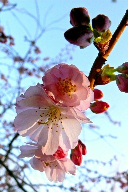 Cherry_blossoms3