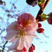 Cherry_blossoms3 thumbnail