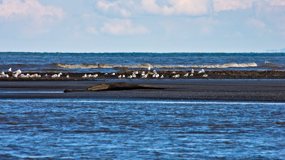 Sand spit at Elwha River's mouth (Photo: MvB)